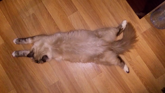 С Днём кошки!