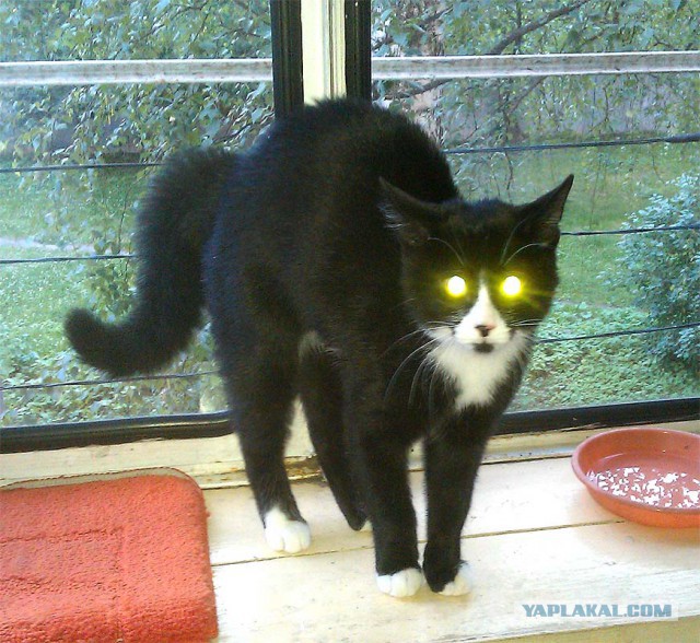 Котовторник! начнем? 04.06.19