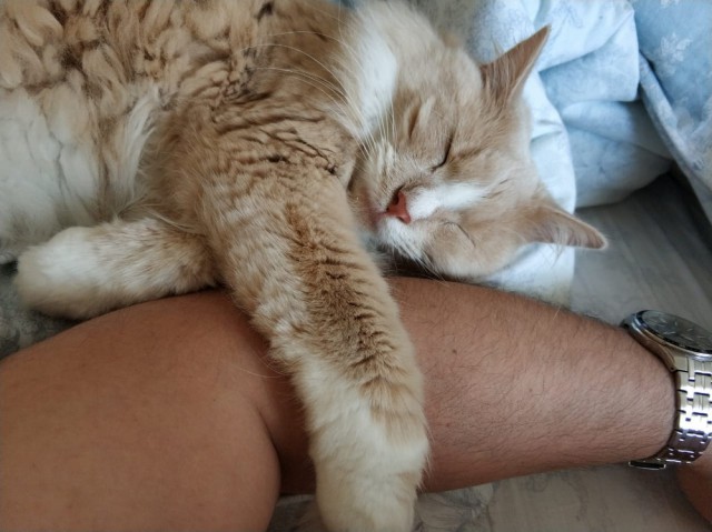 Кот вытесняет из дома. Что делать, помогите!