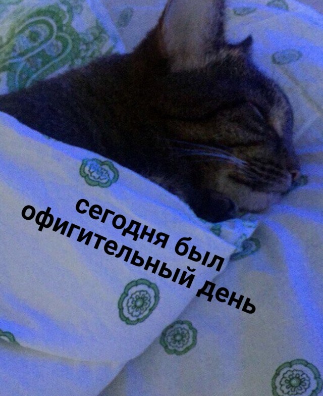 Забавные фото котеек