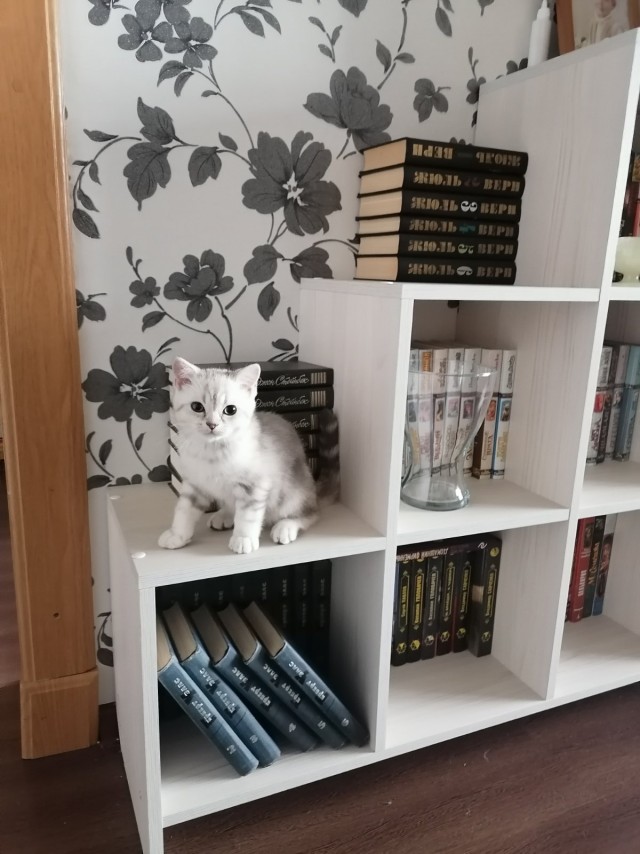Коты, которые нас порадовали!
