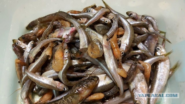 Арктический голец полу-горячего копчения.