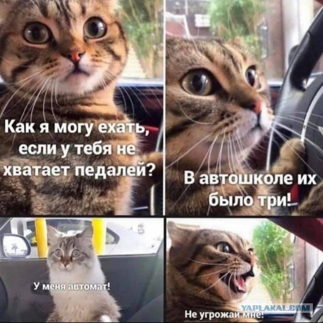 Весёлые картинки 26.05.21