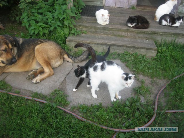 Жизнь домашнего приюта для котеек 356