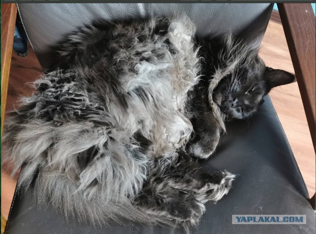 Котовторник 28.09.21