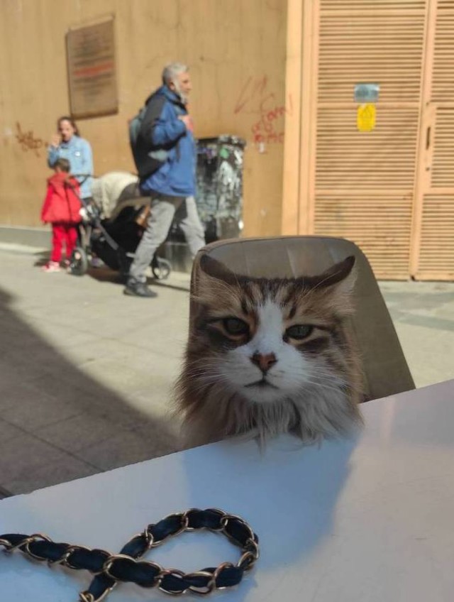 Ну, поехали в котоввторник!