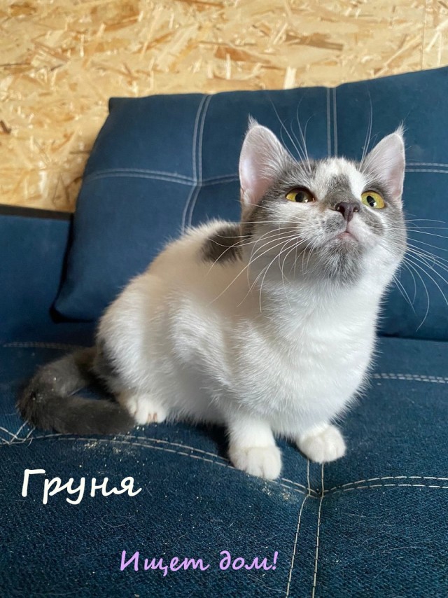 Жизнь домашнего приюта "Котоленд" 329