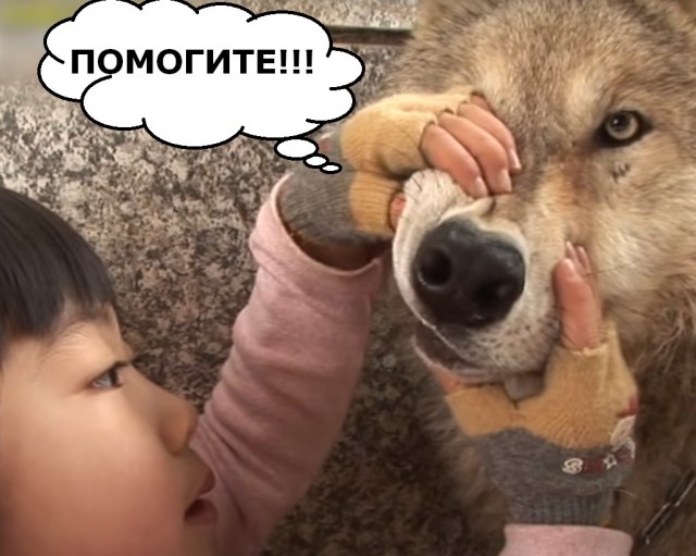 Бедный волк...