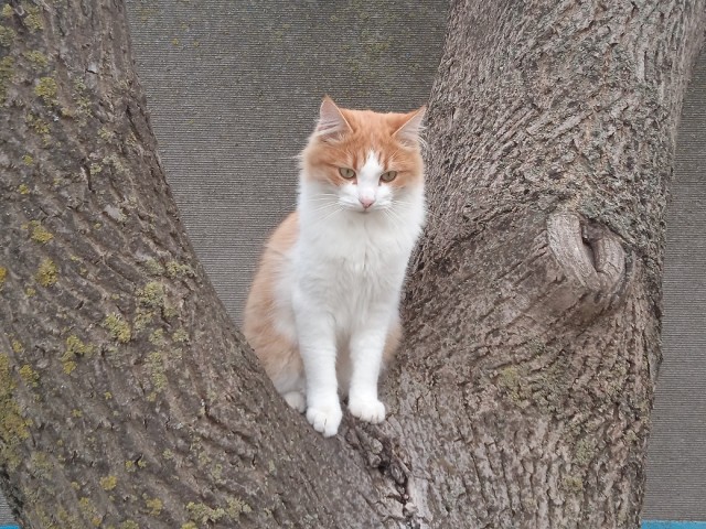 Котовторник.