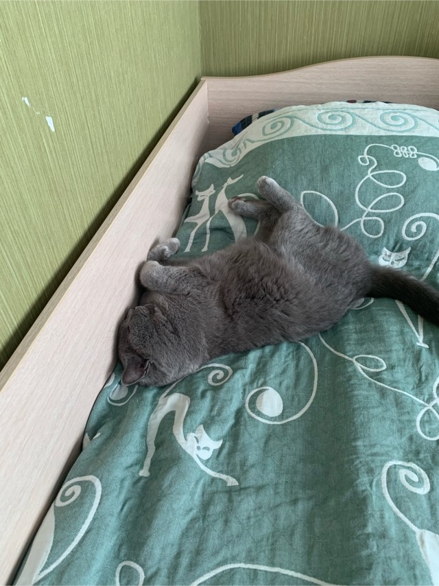 Я принес тебе дохлую мышь...