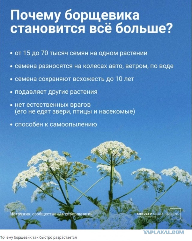 Хотели всех накормить и устроили катастрофу: как теперь избавиться от борщевика