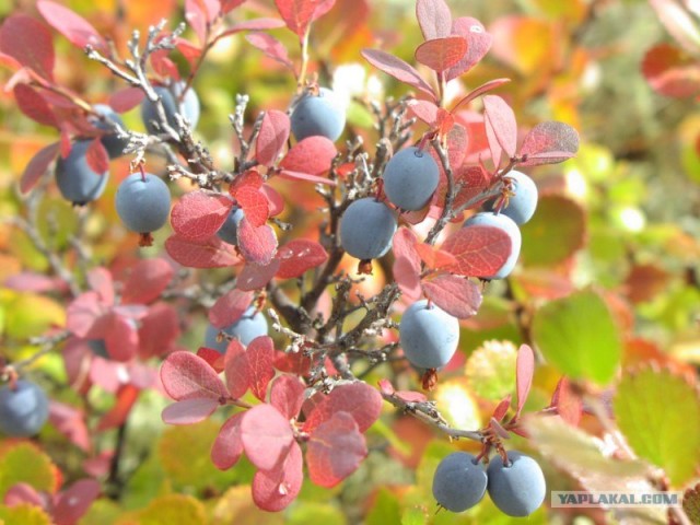 Ямал. Два времени года