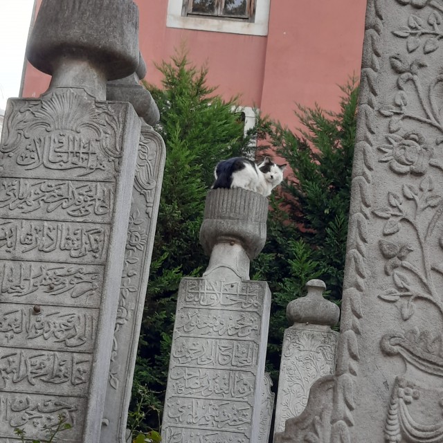 Стамбульские коты