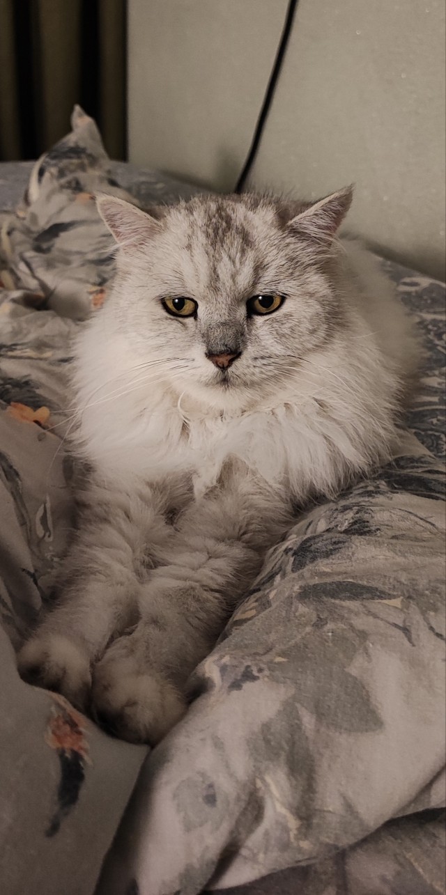 Вторник, ваши коты и кошки в студию