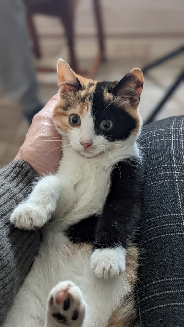 Кошка из гаража