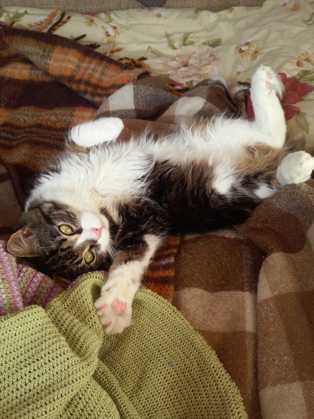 Котейку забрали из приюта