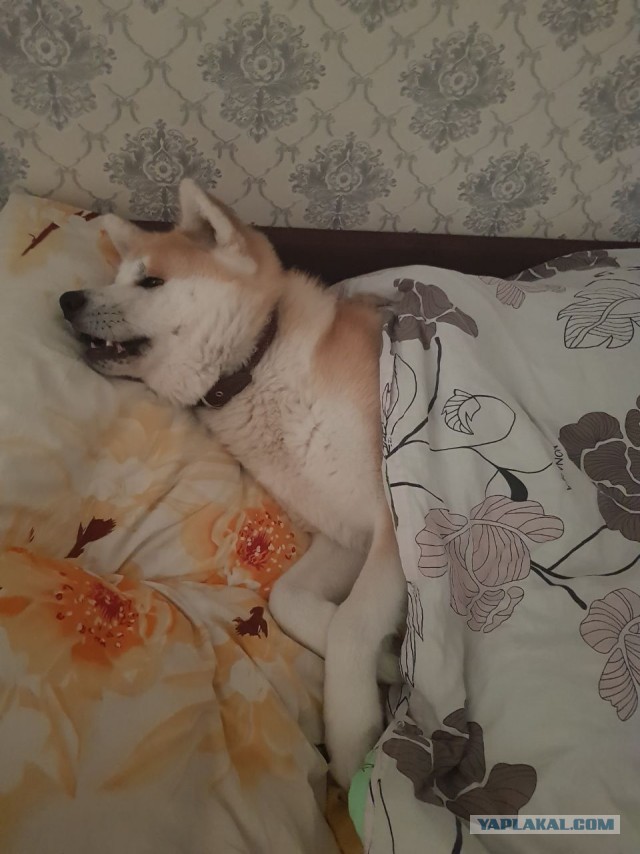 Ну чё, погнали наши городских!