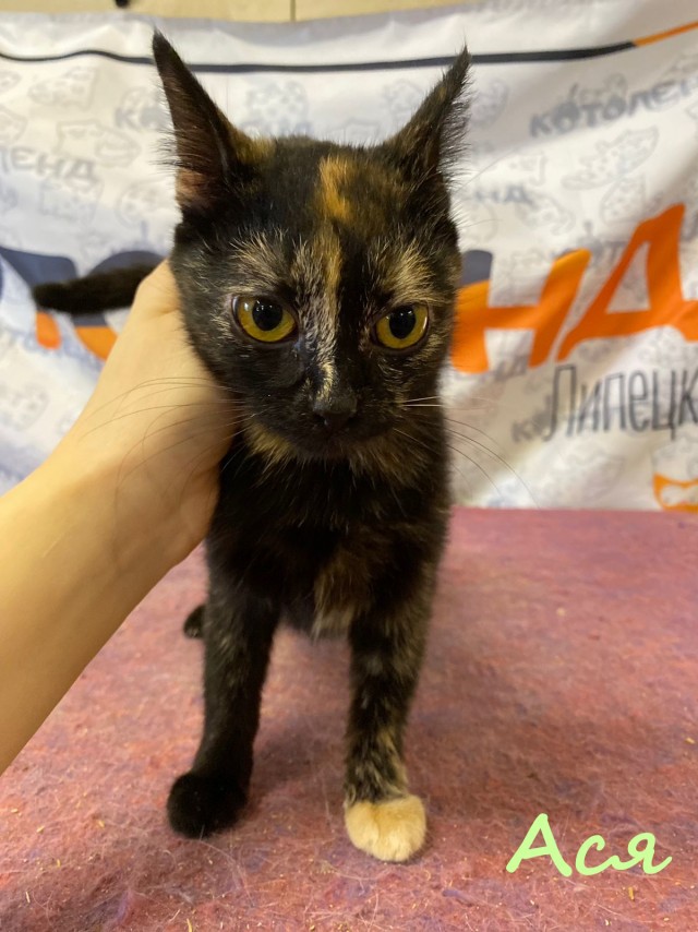 Жизнь домашнего приюта "Котоленд" 384