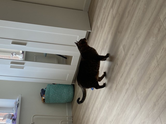 Лена! Прекратите мучать котика!