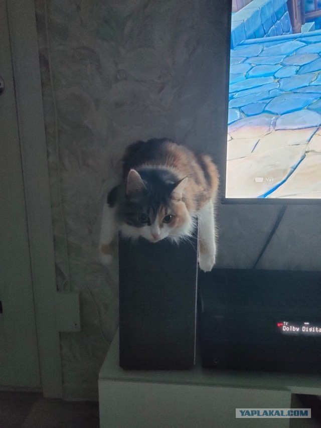Котовторнику посвящается