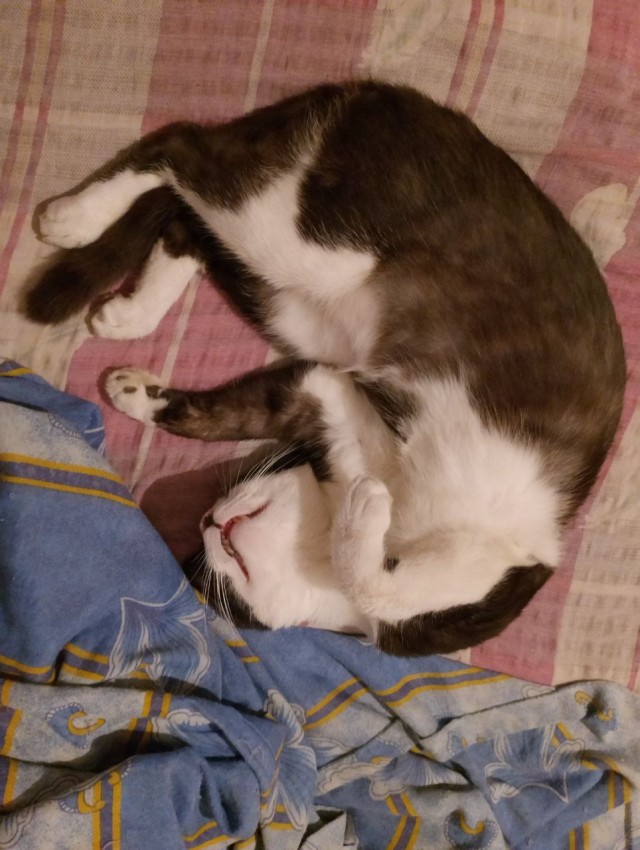Ненужный кот