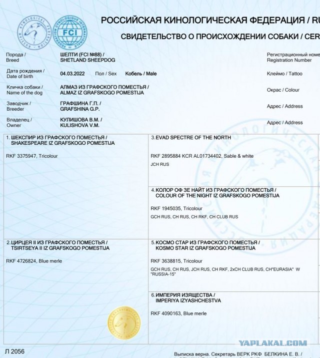 День рождения в собакочетверг