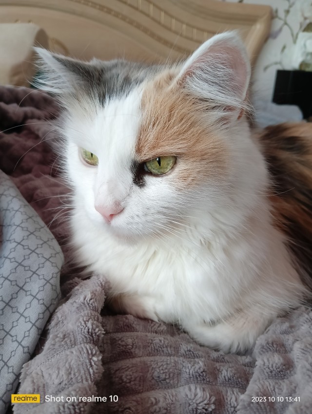 К - Котовторник ☺ Пополнение