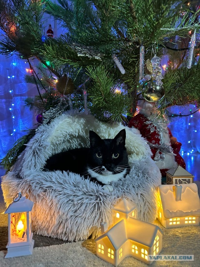 Новогодний кот