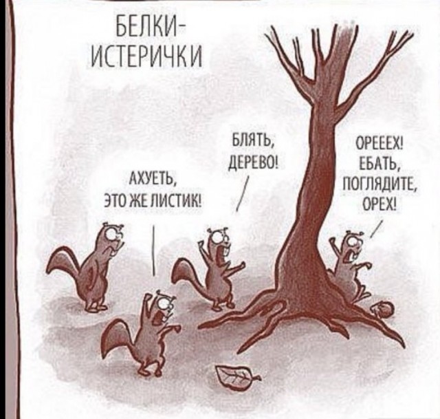 Интересное явление: белки водят хоровод вокруг дерева