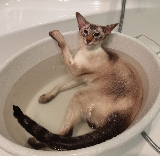 С Котовторником!