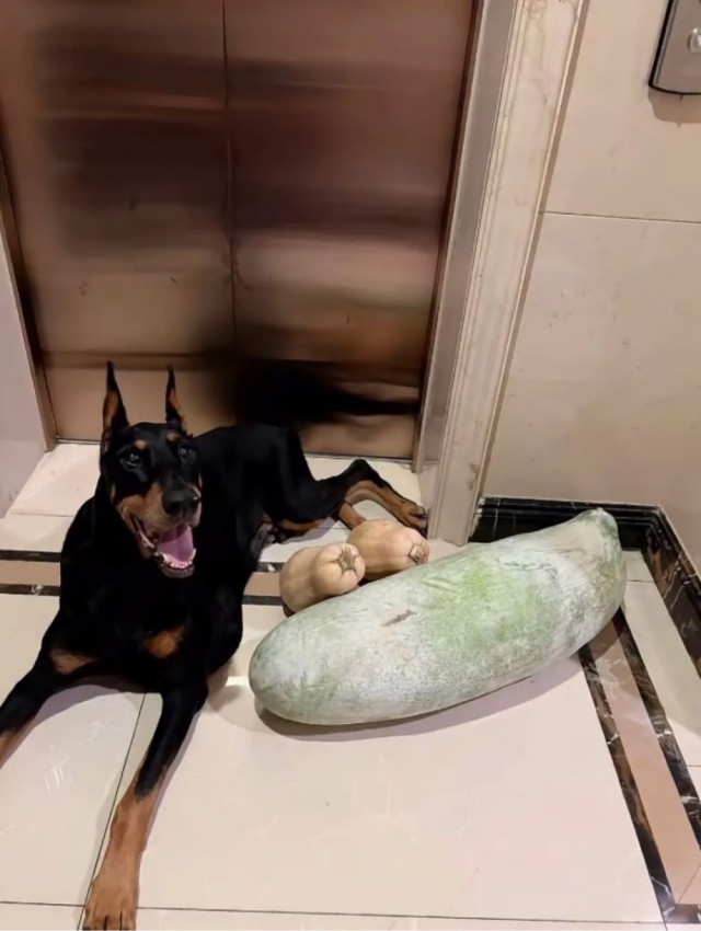 Китаянка клонировала своего умершего пса за 160 тысяч юаней (2 млн рублей).