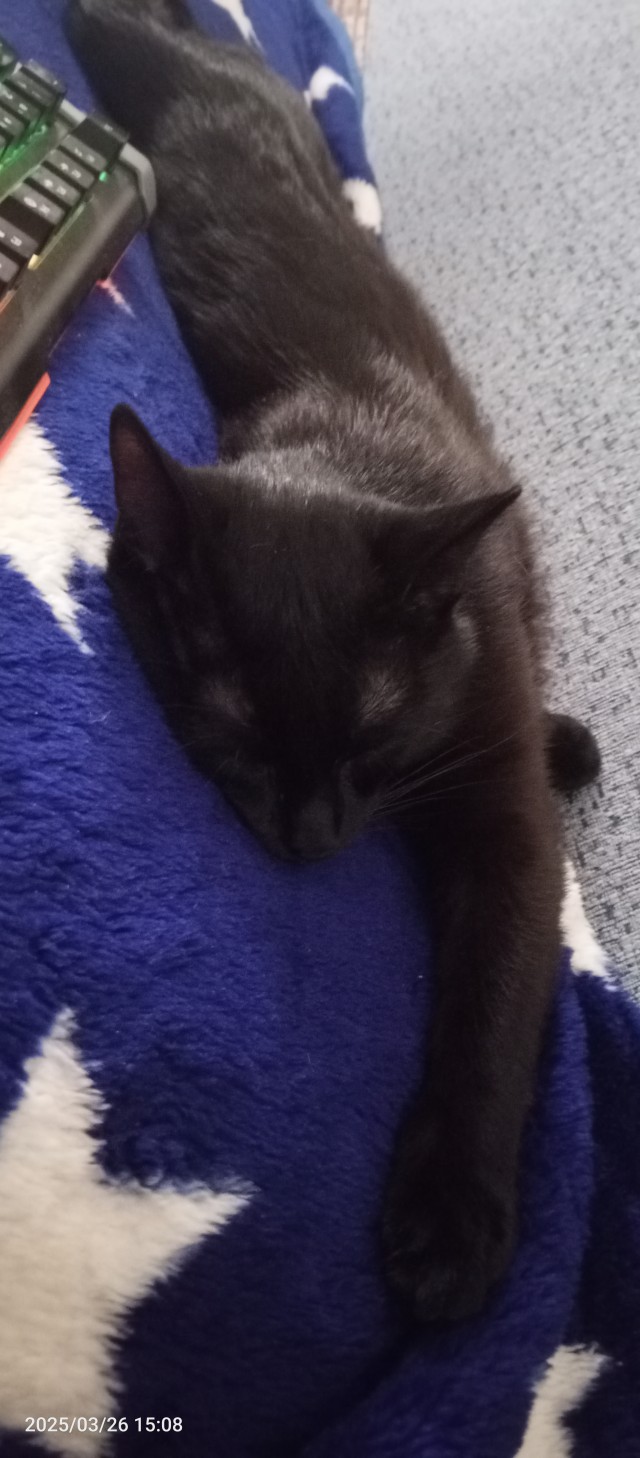 Котовторник продолжается