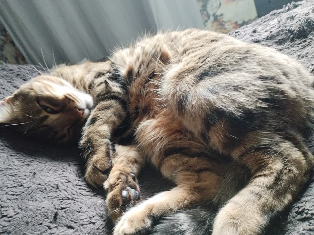 Спящий кот