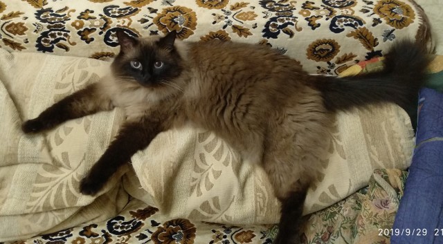 Нефотогеничный кот