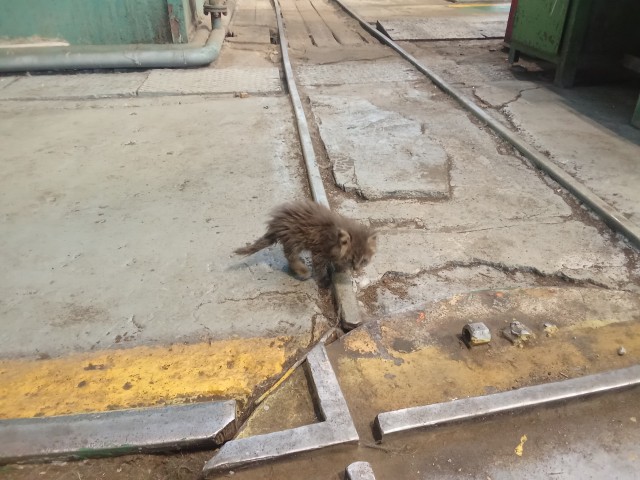 Будущая смена