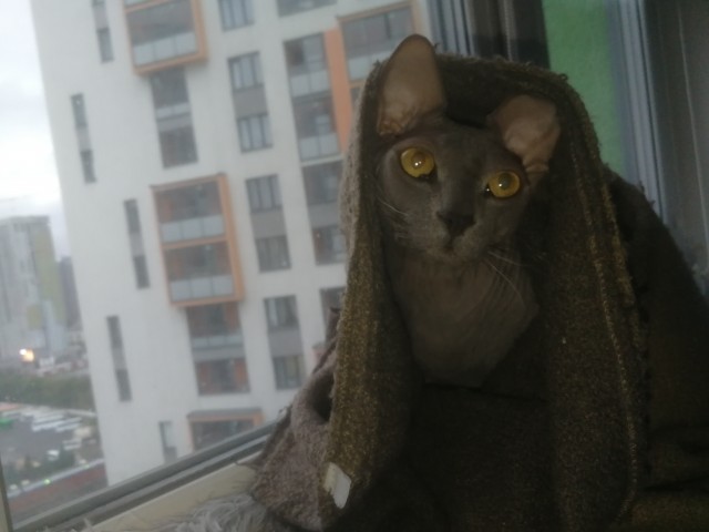 Сфинксы на улице Кошкина