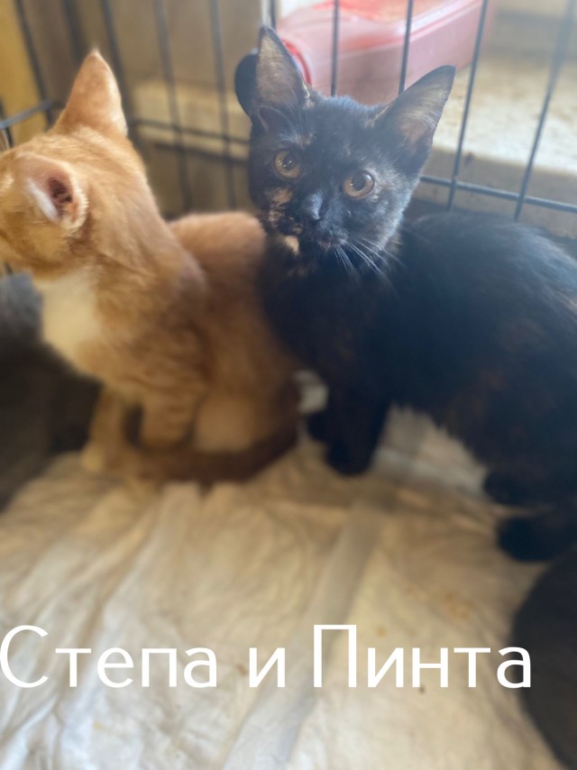 Жизнь домашнего приюта "Котоленд" 510