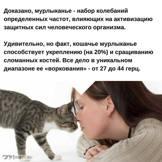 Научные факты почему жить с котом — это хорошая идея