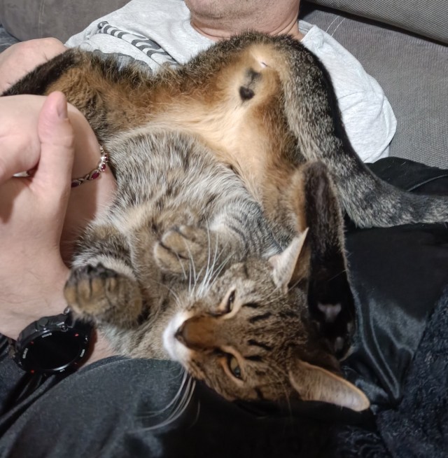 Спящих котеек тред