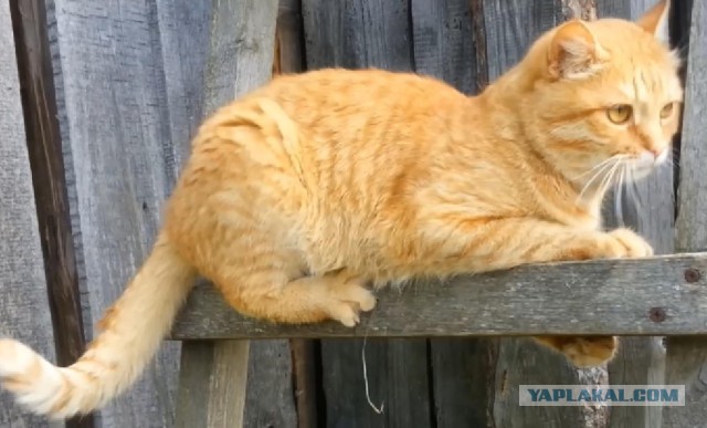 Мишкино детство