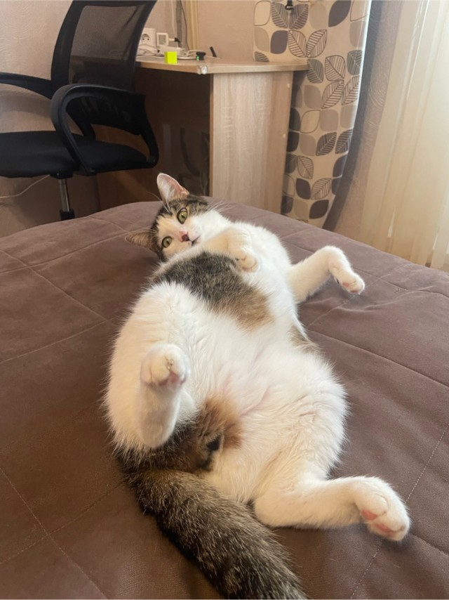Котовторник