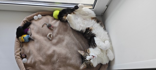 А котовторник уже пришёл?