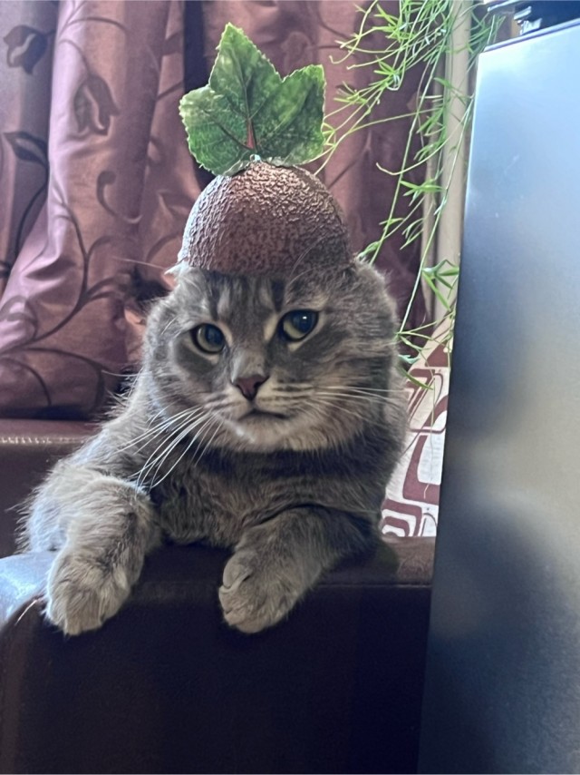 А котовторник уже пришёл?