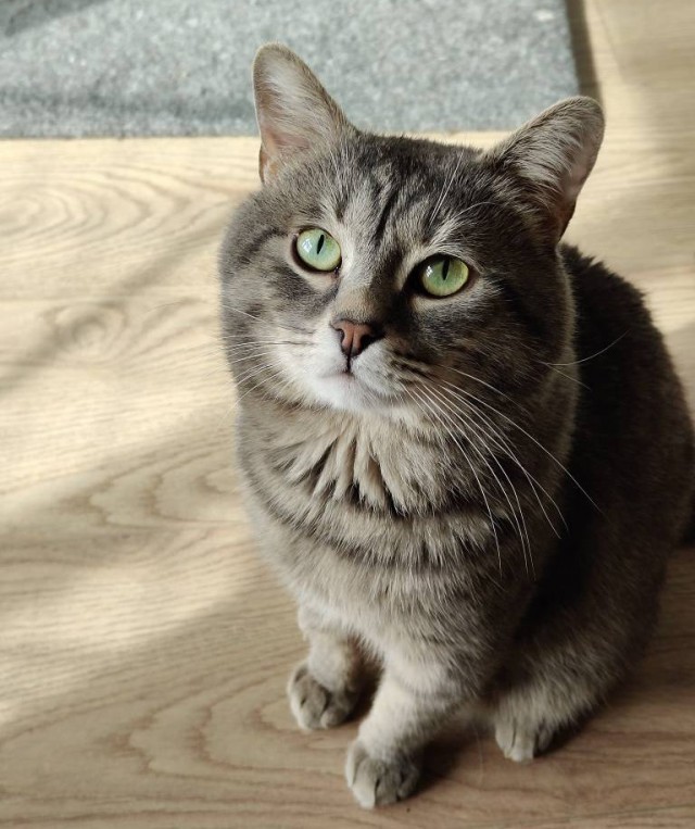 Кота с дачи забрал