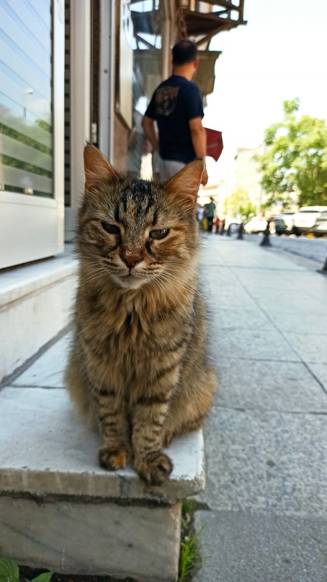 Немного стамбульских котов на котовторник, господа!