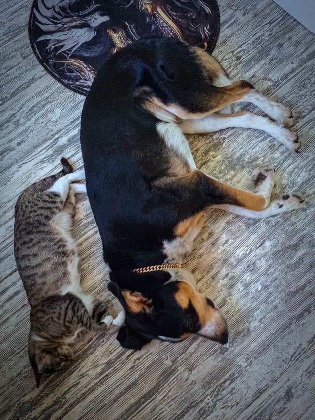 Очередной котовторник