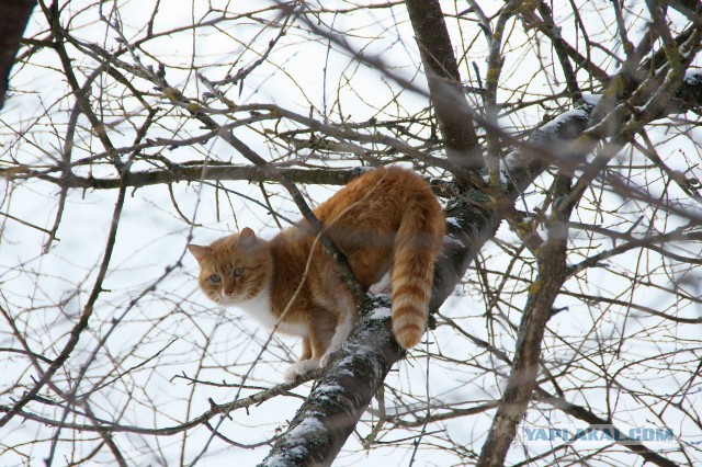 Котовторник 12.11.2013