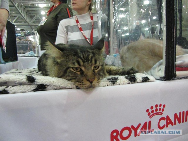 Котовторник  10.12.2013