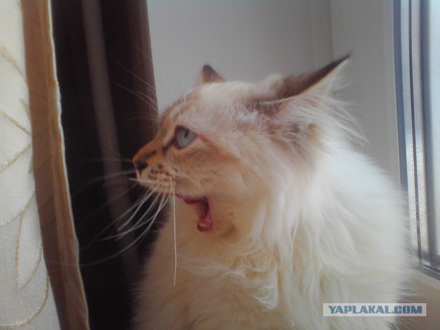Котовторник   31.12.  2013