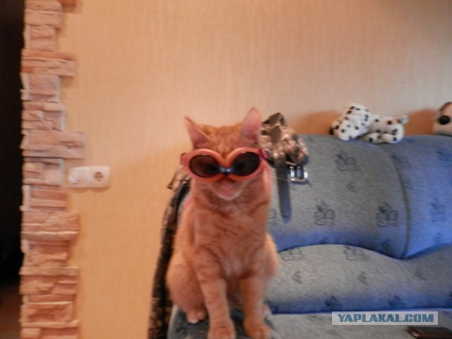 А где прячется ваш кот?